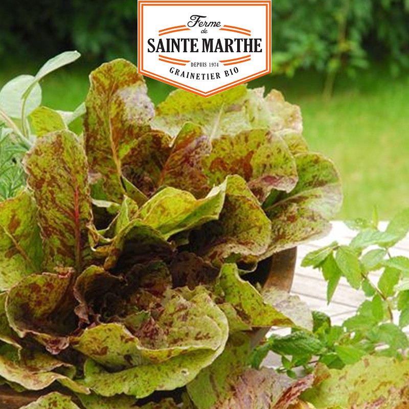 500 SEMILLAS, LECHUGA, ACHICORIA PENACHO de 0,55 g