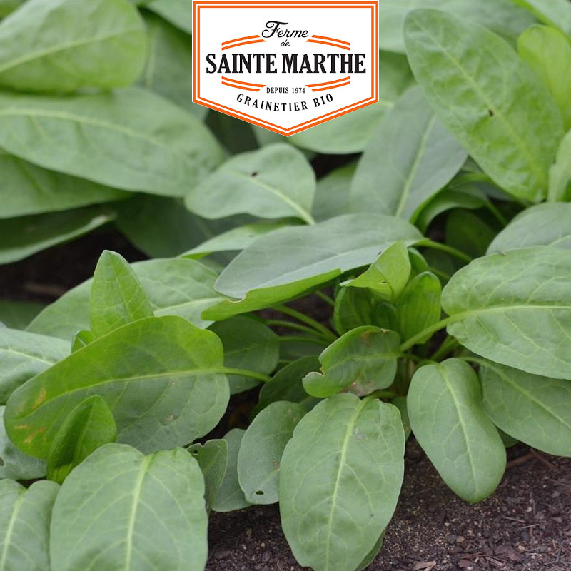 500 GRAINES OSEILLE EPINARD 1.7g 500 GRAINES OSEILLE EPINARD 1.7g