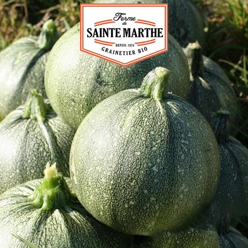 15 GRAINES COURGETTE DE NICE A FRUIT ROND 1.95g