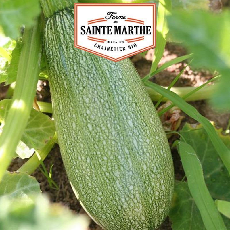 15 SEMILLAS de CALABACÍN GREYZINI (curruca ZARCERA DE la PROVENZA) 1.491 g