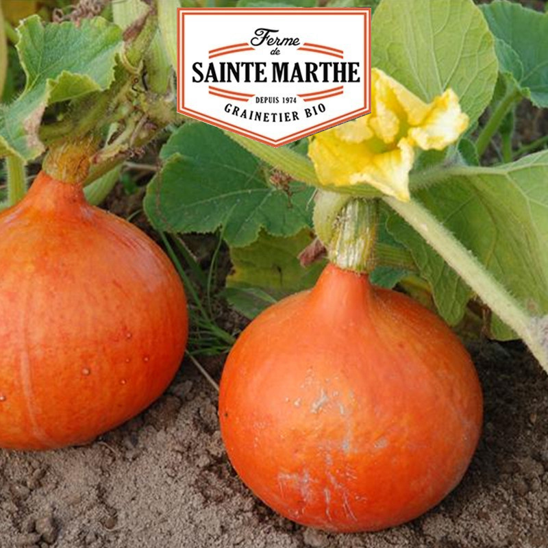 15 SEMILLAS de CALABAZA CALABAZAS 3.75 g
