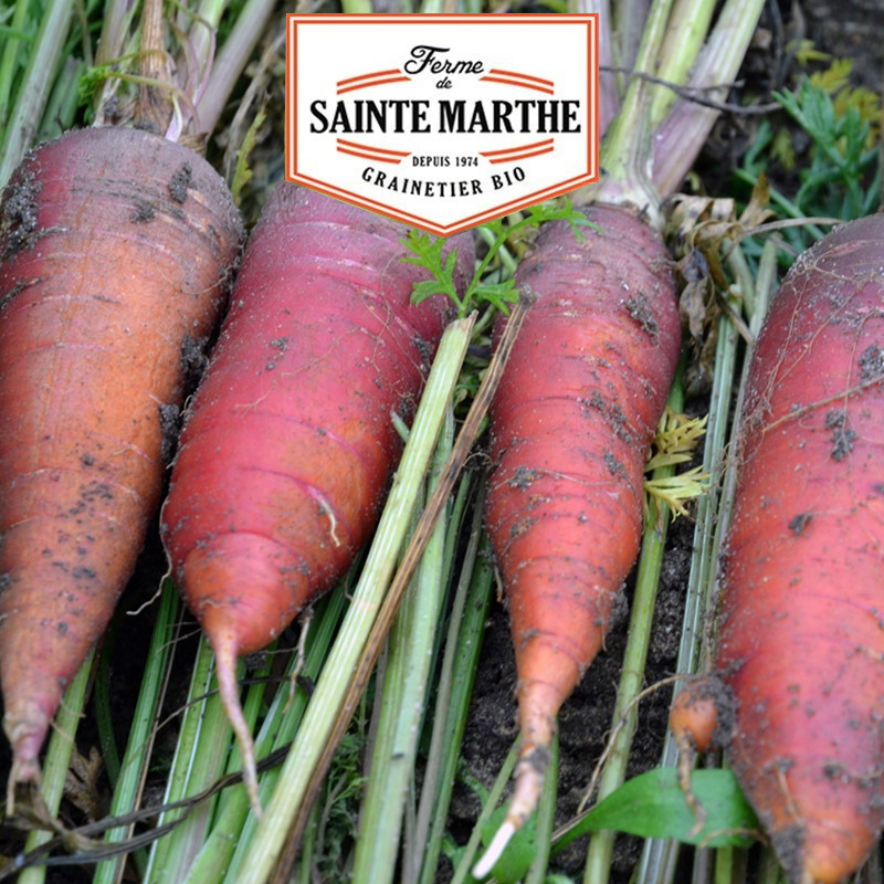 1500 GRAINES CAROTTE LONGUE ROUGE SANG 1.8g