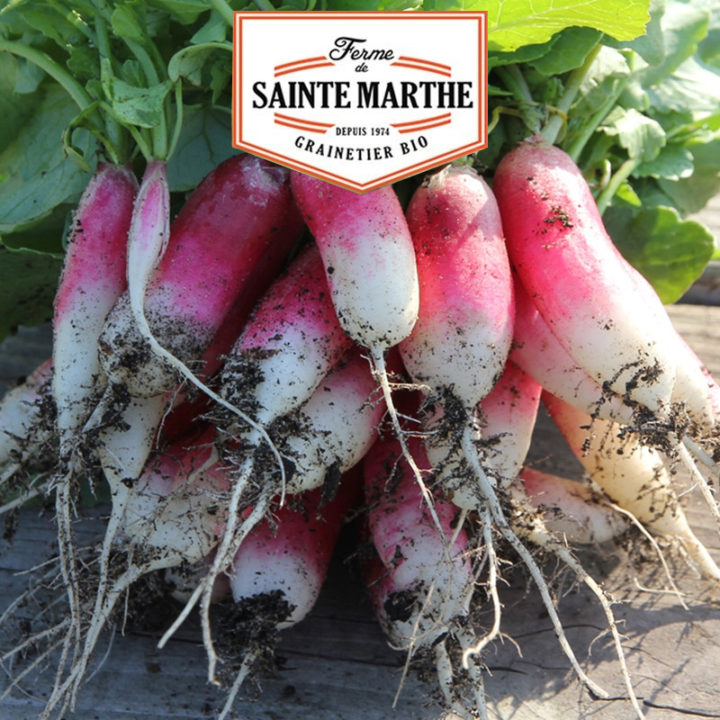 1000 SEEDS 18 DAYS RADISH 7.7g