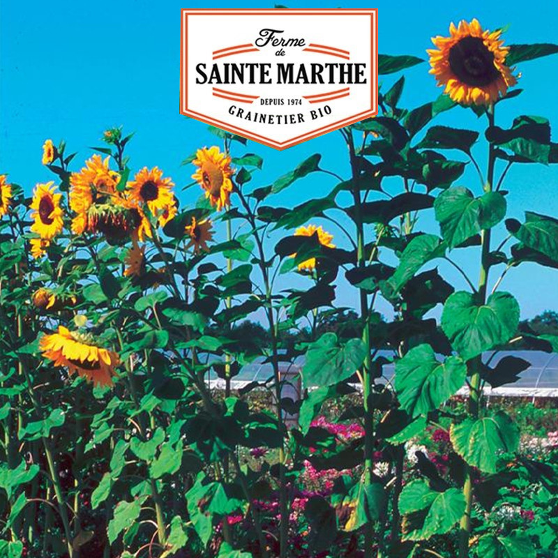 50 GRAINES TOURNESOL GEANT 4.25g