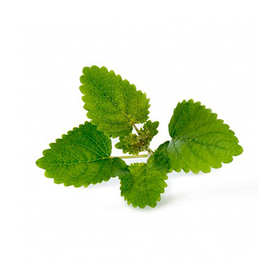 Seeds in refill ready to use - Lingot Lemon balm Organic - Genuine Seeds in refill ready to use - Lingot Lemon balm Organic - Genuine