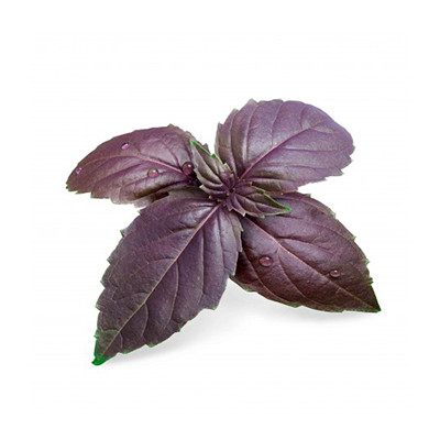 Seeds in refill ready to use - Lingot Basil Purple Organic - Real