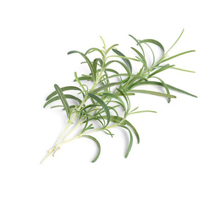 Seeds in refill ready to use - Rosemary Ingot - Real