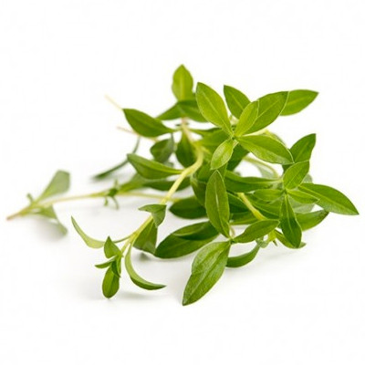 Seeds in refill ready to use - Savory Ingot Organic - Genuine Seeds in refill ready to use - Savory Ingot Organic - Genuine