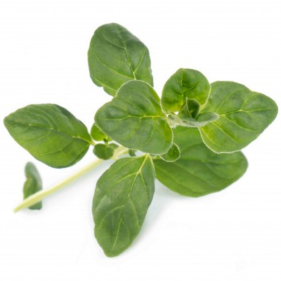 Samen in gebrauchsfertiger Nachfüllpackung - Lingot Origanum Bio - Echter Oregano Samen in gebrauchsfertiger Nachfüllpackung - Lingot Origanum Bio - Echter Oregano