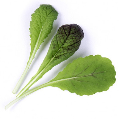 Zaden in gebruiksklare navullingen - Ingot Red Mustard Organic - Genuine Zaden in gebruiksklare navullingen - Ingot Red Mustard Organic - Genuine