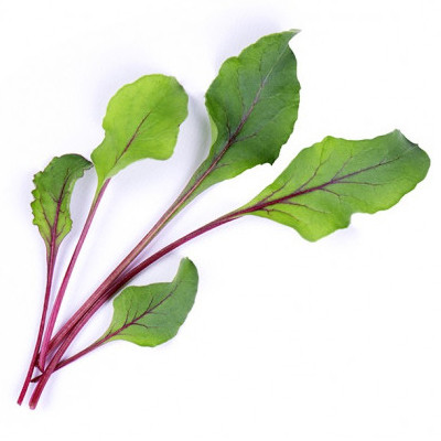 Graines en recharge prête à l'emploi - Lingot Pousses de Betterave Bio - Véritable Graines en recharge prête à l'emploi - Lingot Pousses de Betterave Bio - Véritable
