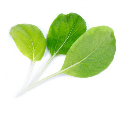 Semi in ricariche pronte all'uso - Lingotto di Pak Choi biologico - Originale