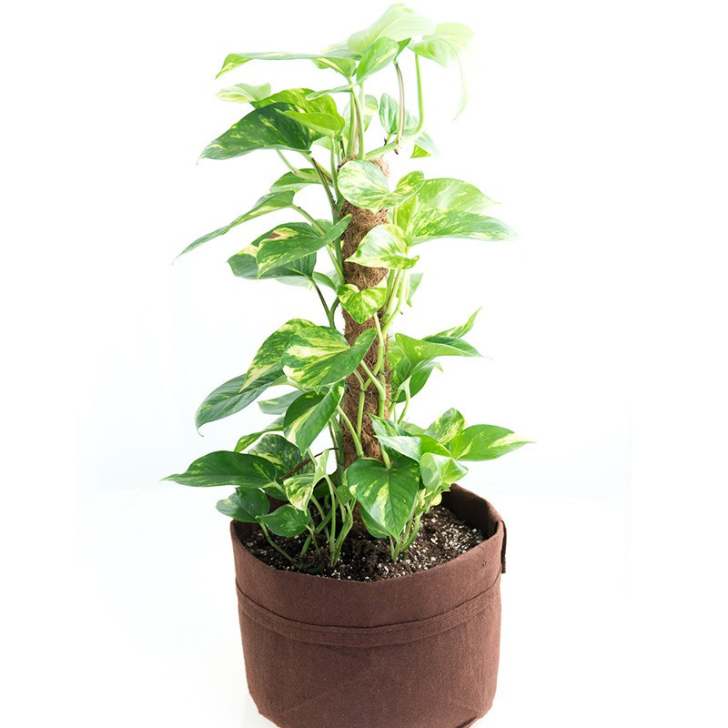 Textile fabric pot - 113L 61x42cm - With handles - Brown - Root Pouch Textile fabric pot - 113L 61x42cm - With handles - Brown - Root Pouch