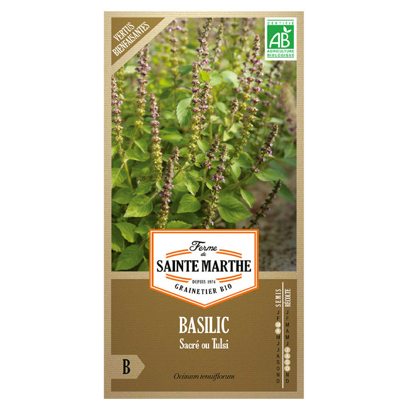 Basilic sacré ou tulsi - 200 graines AB - La ferme Sainte Marthe