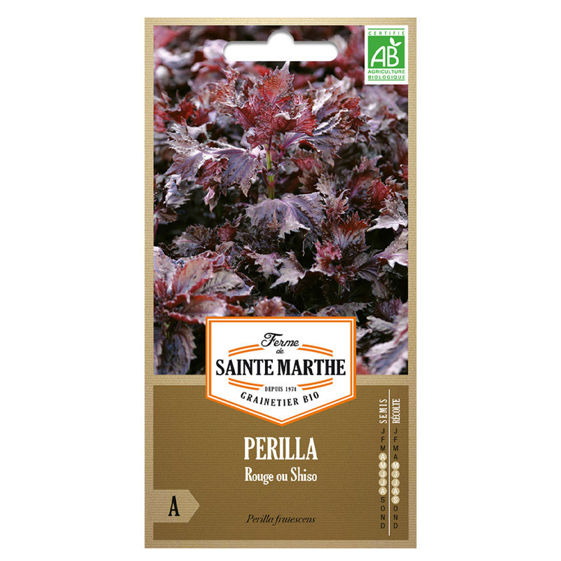 Perilla rouge ou shiso - 250 graines AB - La ferme Sainte Marthe