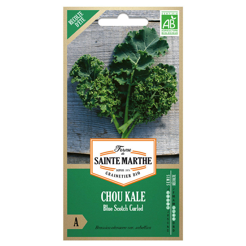 Chou frisé Kale Blue Scotch - 200 graines AB - La ferme Sainte Marthe