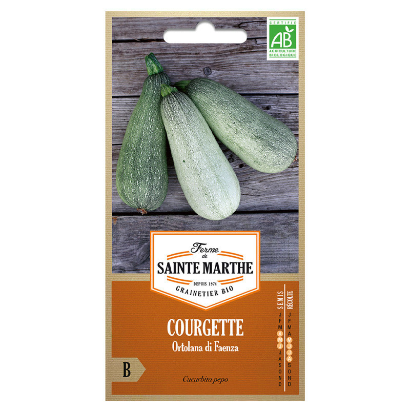 Courgette Ortolana Di Faenza - 15 graines AB - La ferme Sainte Marthe