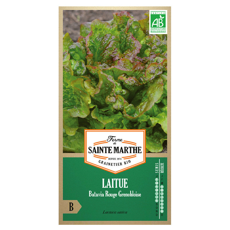 Laitue Batavia rouge grenobloise - 500 graines AB - La ferme Sainte Marthe