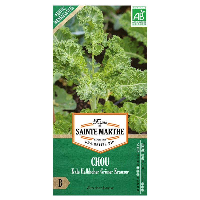 Chou frisé Kale Halbhoher Grüner Krauser - 200 graines AB - La ferme Sainte Marthe