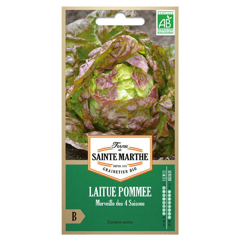Laitue pommée Merveille des 4 Saisons - 500 graines AB - La ferme Sainte Marthe