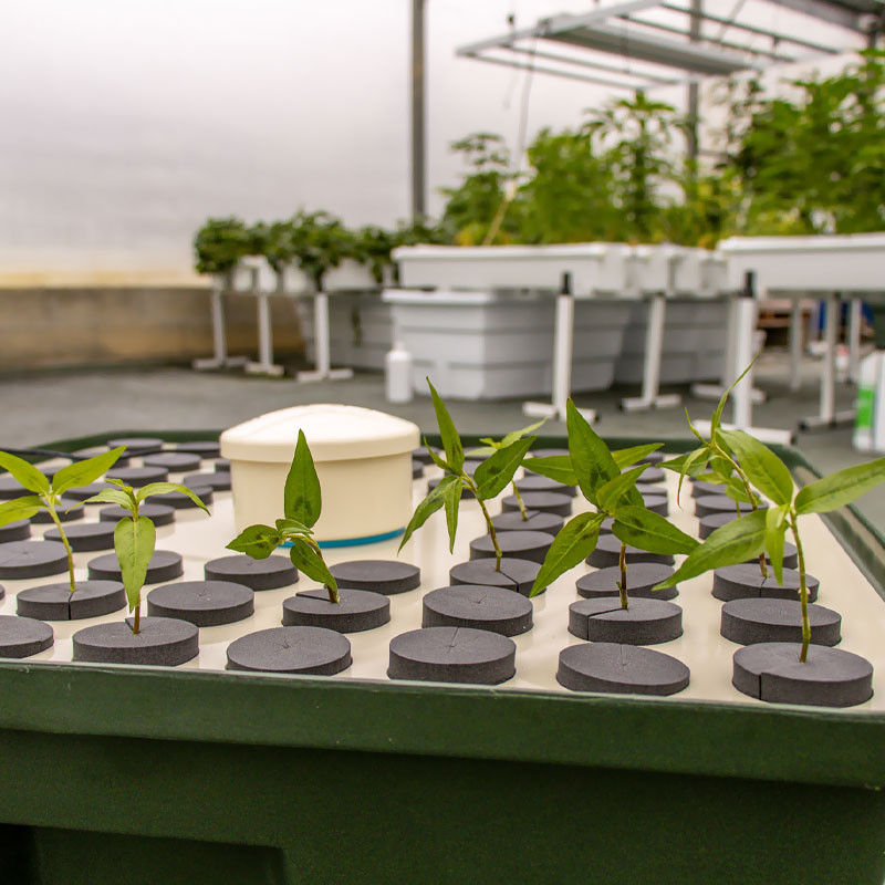 Cutting system - HydroCloner Spinner 72 - Terra Aquatica